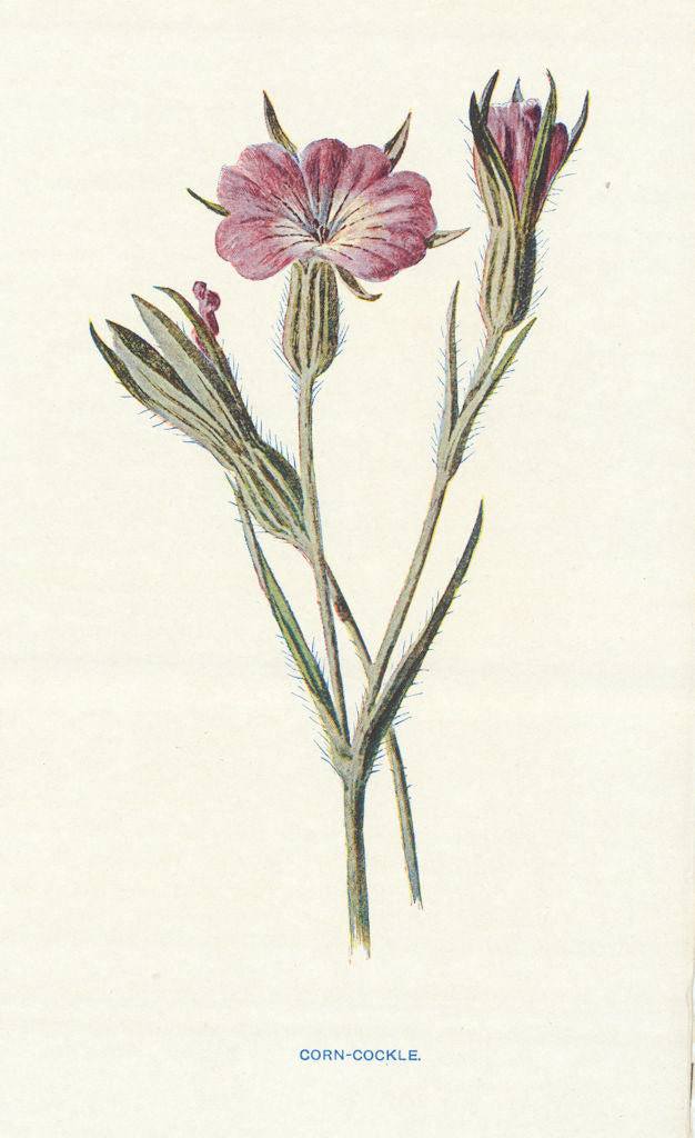 Corn-Cockle. Wild Flowers by Frederick Edward Hulme c1895 old antique print